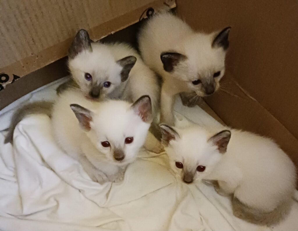 The last litter I will have. This is LunaBella and Li'l Moe's kittens