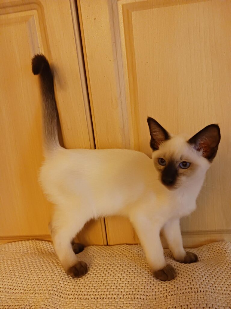Chocolate Point male